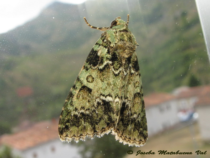 Polyphaenis sericata - Noctuidae